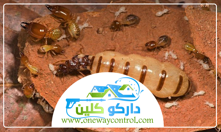 شركة مكافحة الارضة بالليث 29 شركة مكافحة حشرات بالقنفذه