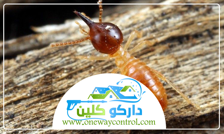 شركة مكافحة الارضة بالليث 3 شركة مكافحة الارضة بالليث