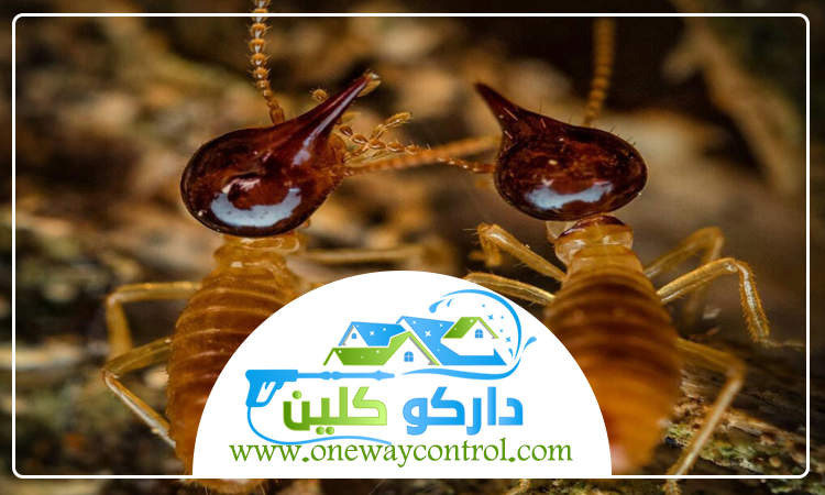 شركة مكافحة الارضة بالليث 4 شركة مكافحة الارضة بالليث