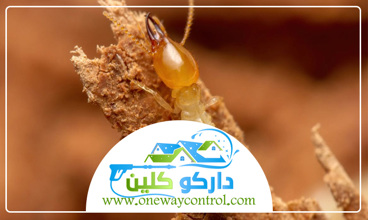 شركة مكافحة الارضة بالليث 5 شركة مكافحة الارضة بالليث