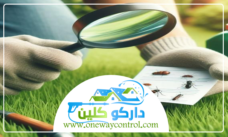 شركة مكافحة حشرات بالليث 3 شركة مكافحة حشرات بالليث