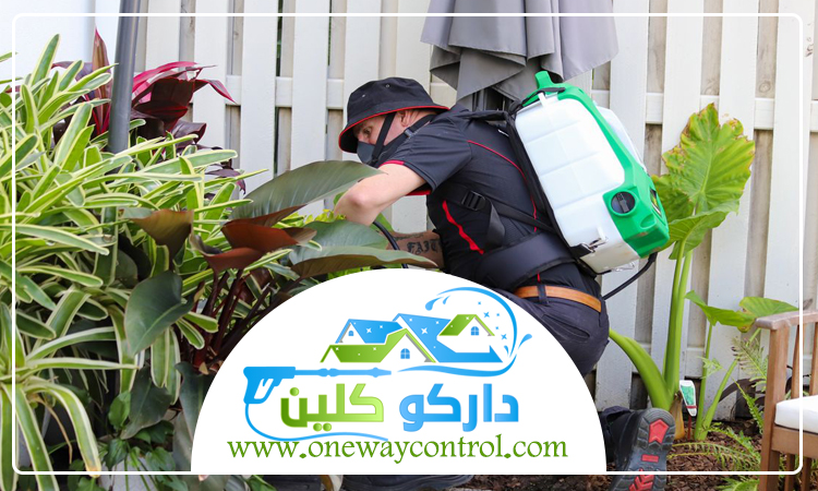 شركة مكافحة حشرات بالجموم 5 شركة مكافحة حشرات بالجموم