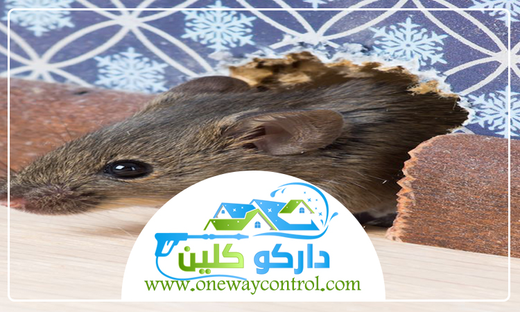 شركة مكافحة فئران برابغ 5 شركة مكافحة فئران برابغ