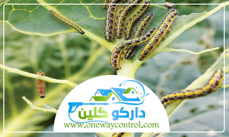 شركة مكافحة الربية بمكة 4 شركة مكافحة الربية بمكة
