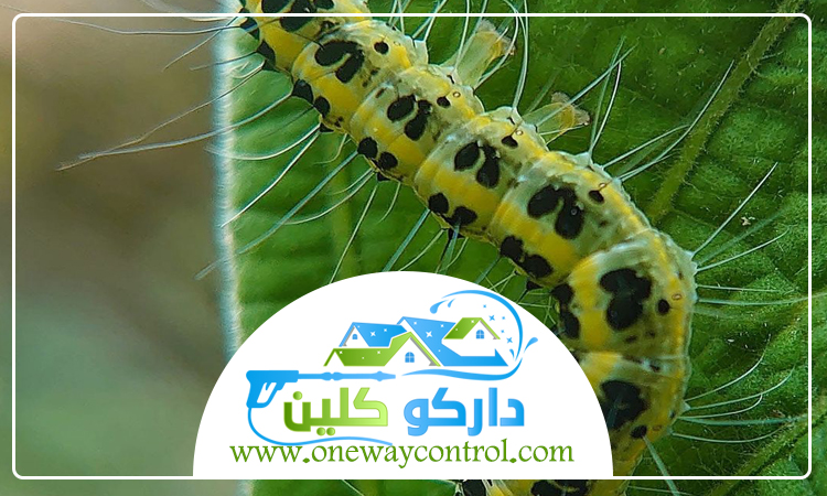 شركة مكافحة الربية بمكة