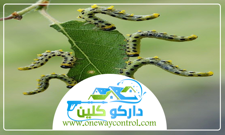شركة مكافحة الربية بمكة 5 شركة مكافحة الربية بمكة
