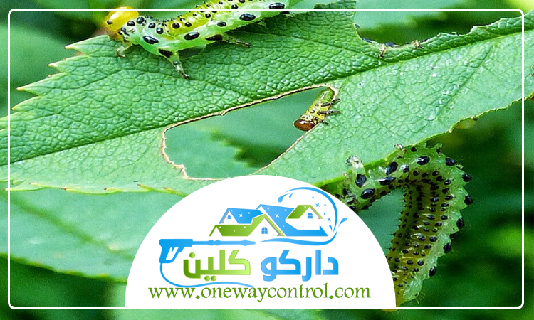 شركة مكافحة الربية بمكة 29 شركة مكافحة الربية بمكة