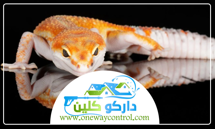 شركة مكافحة الوزغ بالطائف