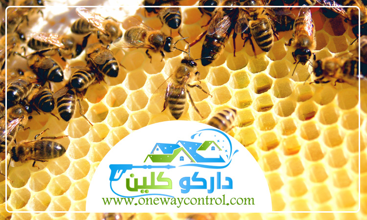 شركة مكافحة النحل بالطائف