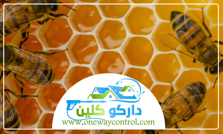 شركة مكافحة النحل بالطائف