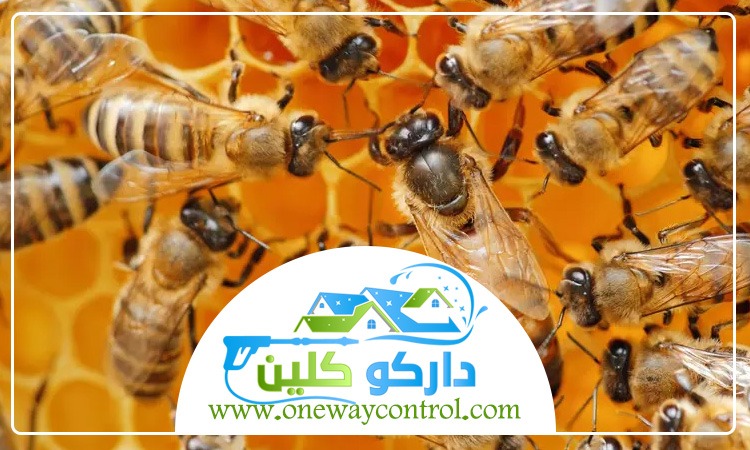 شركة مكافحة النحل بالطائف