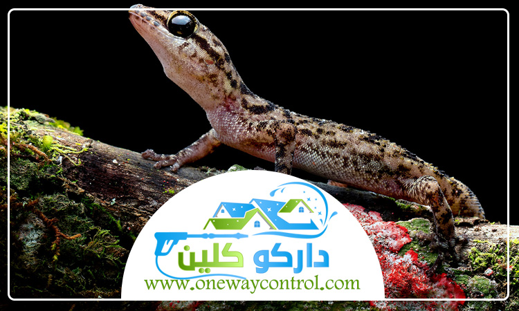 شركة مكافحة الوزغ بالطائف