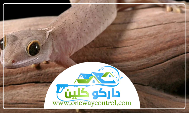 شركة مكافحة الوزغ بالطائف
