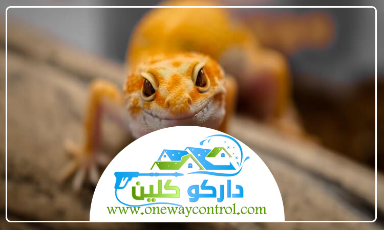 شركة مكافحة الوزغ بالطائف