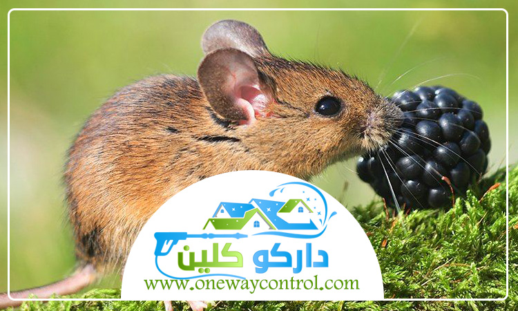 شركة مكافحة الفئران بالطائف