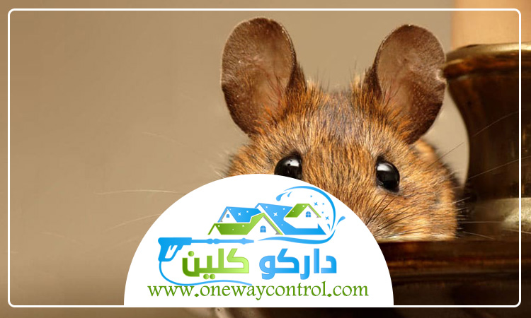 شركة مكافحة الفئران بالطائف