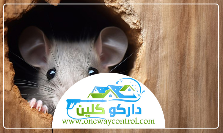 شركة مكافحة الفئران بالطائف