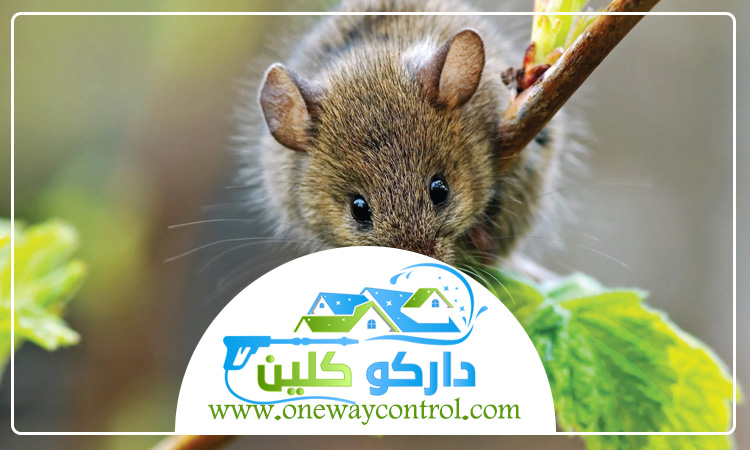 شركة مكافحة الفئران بالطائف