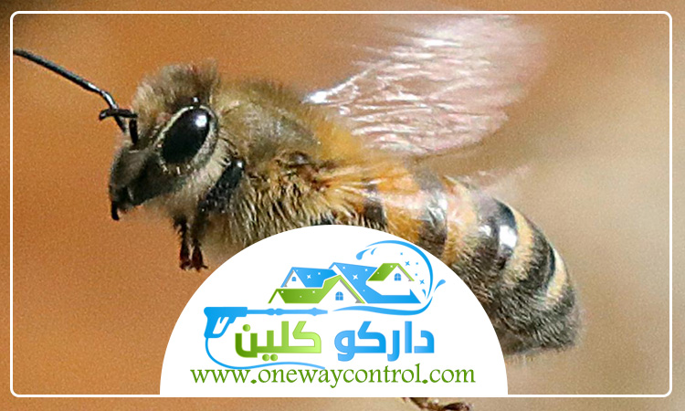 شركة مكافحة النحل بالطائف