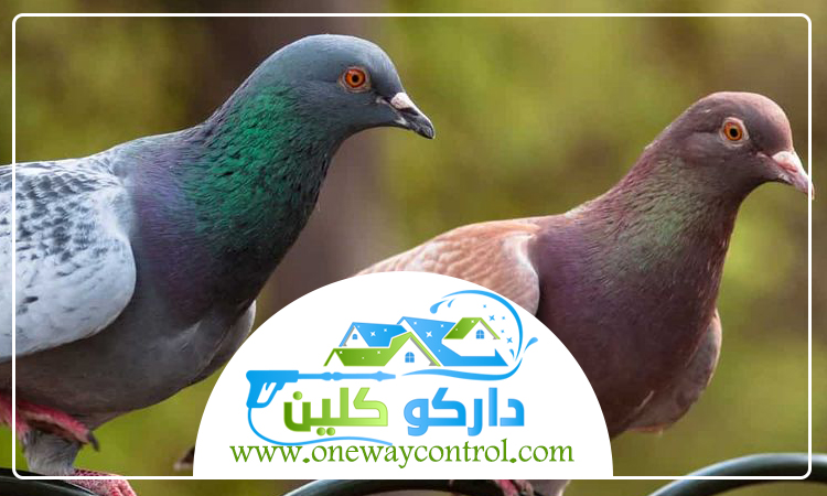 شركة مكافحة الحمام بمكة 5 شركة مكافحة الحمام بمكة