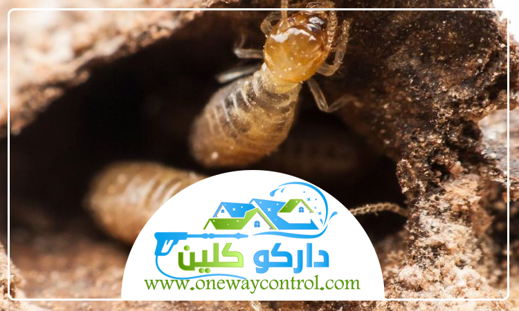 شركة مكافحة حشرات بالطائف 4 شركة مكافحة حشرات بالطائف