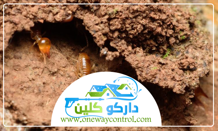 شركة مكافحة حشرات بعسفان 4 شركة مكافحة حشرات بعسفان