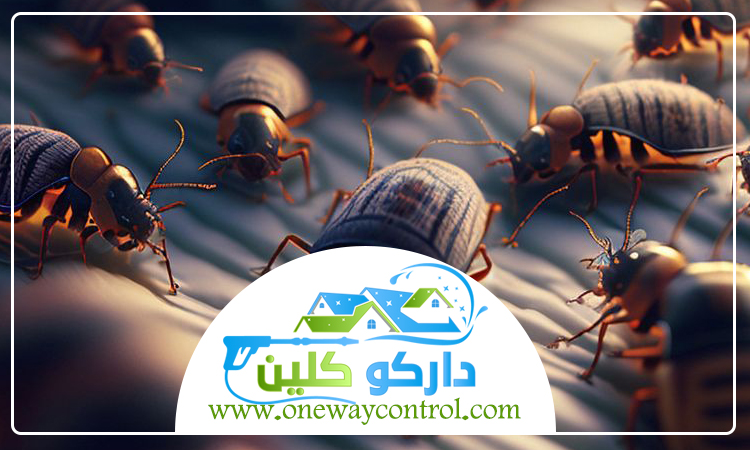 شركة مكافحة بق الفراش برابغ