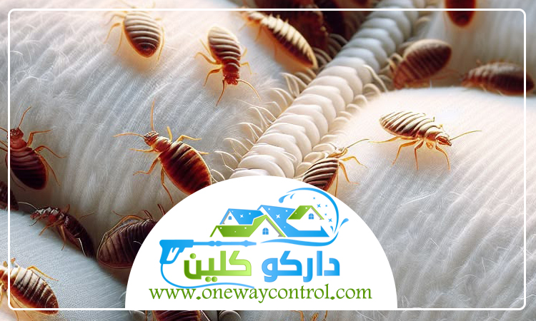 شركة مكافحة بق الفراش برابغ 5 شركة مكافحة بق الفراش برابغ