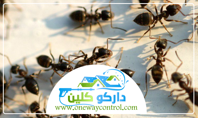 شركة مكافحة العتة بعسفان 5 شركة مكافحة العتة بعسفان