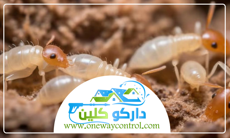 شركة مكافحة حشرات بالطائف 5 شركة مكافحة حشرات بالطائف