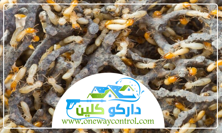 شركة مكافحة حشرات بالطائف 3 شركة مكافحة حشرات بالطائف
