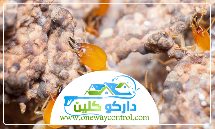 شركة مكافحة حشرات بعسفان 5 شركة مكافحة حشرات بعسفان