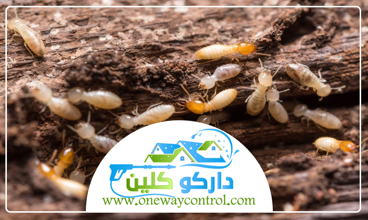 شركة مكافحة العتة بالمدينة المنورة 5 شركة مكافحة العتة بالمدينة المنورة